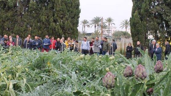 Jornadas de la alcachofa|Alcahofa-IVIA-Elche - Copy|alcachofa-cultivos-horticolas-al-aire-libre|Alcachofa-Elche